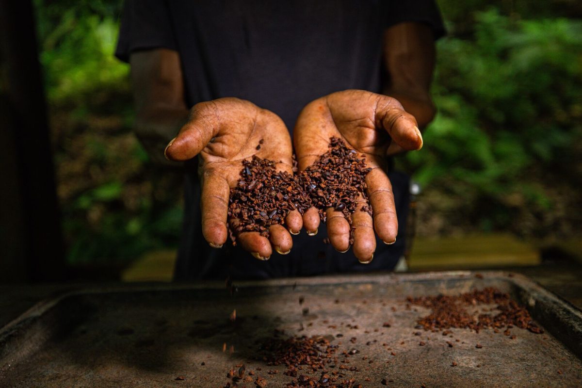 large-La Loma Cacao Farm, the Isla Bastimentos, Bocas del Toro Province